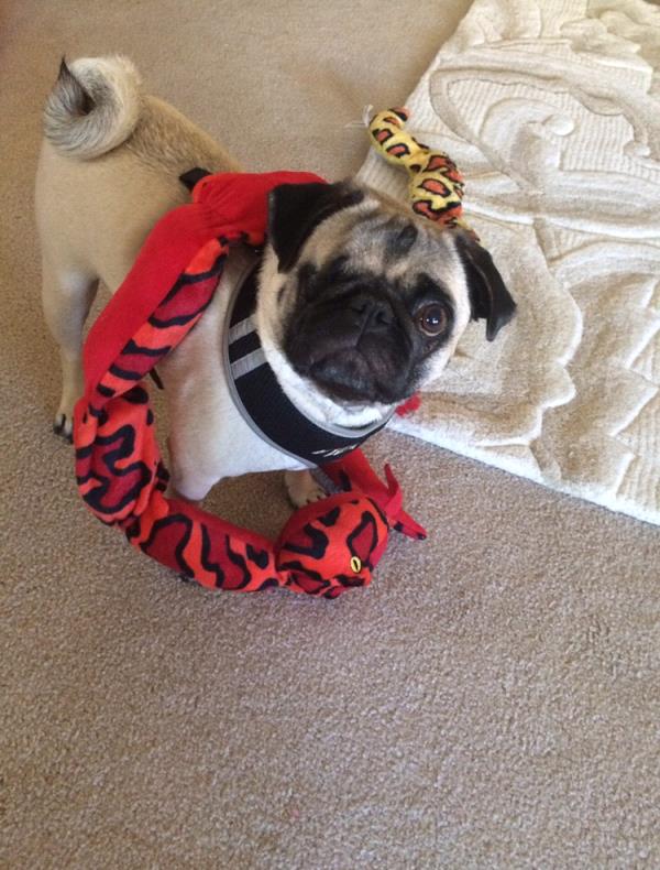 /images/uploads/griffin pond animal shelter/loveyourpet2018/entries/6597thumb.jpg